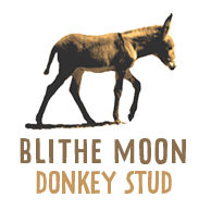 Blithe Moon Donkey Stud in Laura, South Australia. Blithe Moon donkeys and mules are known throughout Australia.